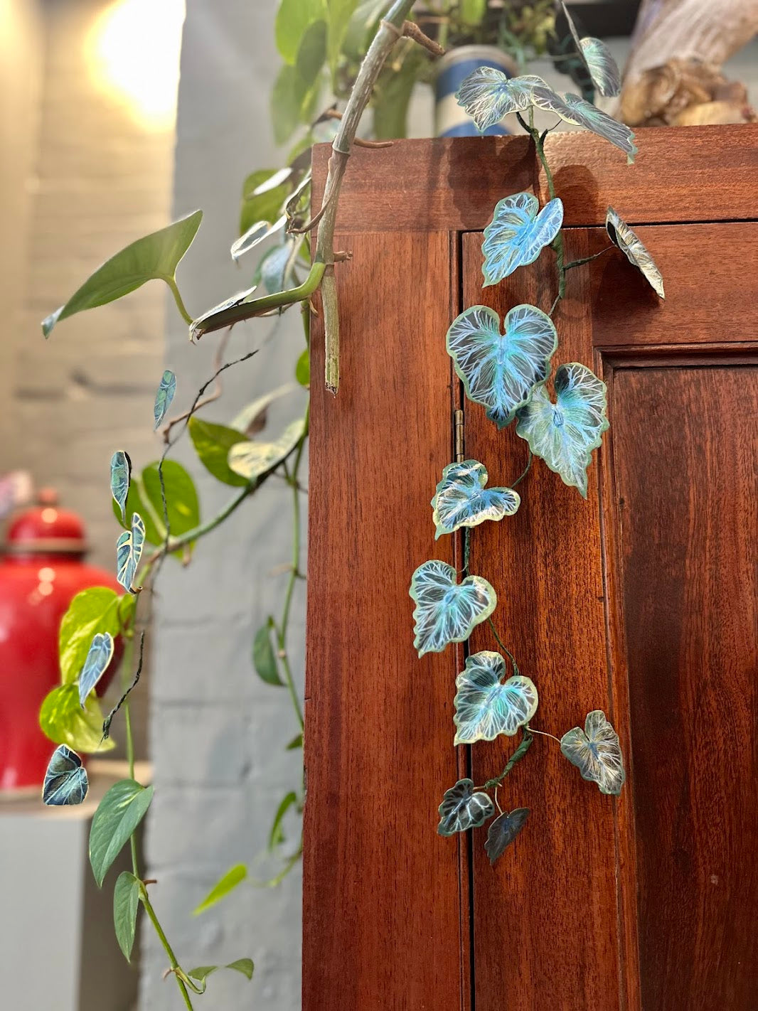 Bluebella Vine