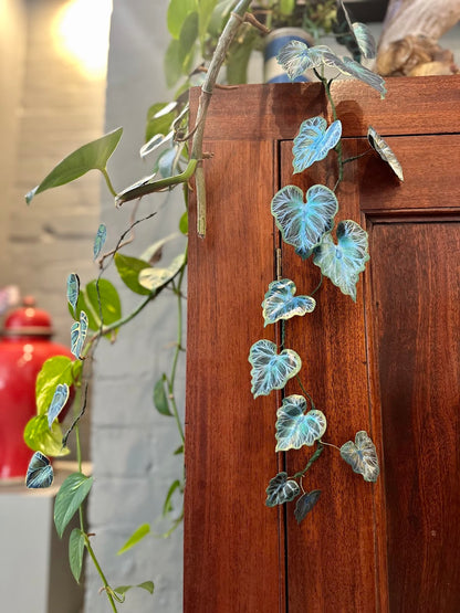 Bluebella Vine